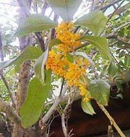 ����⥯����